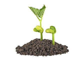 Young plants of bean with humus isolated on white background