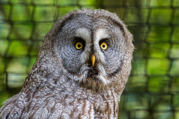 Great Gray Owl  or Great Grey Owl (Strix nebulosa)