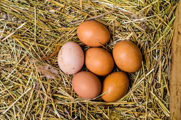 fresh chicken eggs with nest,A pile of brown eggs in a nest