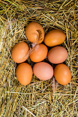 fresh chicken eggs with nest,A pile of brown eggs in a nest