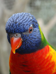 Loriquet Arc-en-Ciel
Magnifique portrait