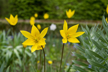 Obraz premium yellow flower