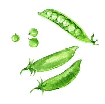 Green peas, isolated on white background, watercolor illustration