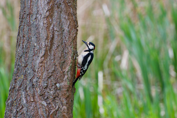woodpecker