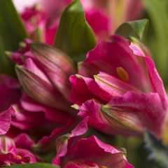 Red smooth petals flower close up