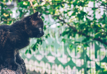 Lovely curious black kitten is looking at the spring garden