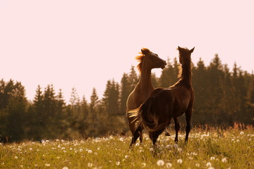 free spirits, two young horses are playfully fighting in the evening sun