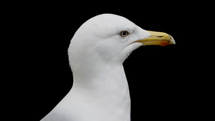 seagull