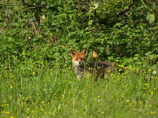weiblicher Fuchs, Fähe