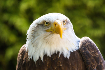 Bald Eagle (Haliaeetus leucocephalus) Portrait also known as American Eagle