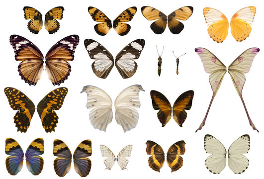 Collection of stunning butterfly wings isolated on white