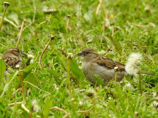 Wróble - posiłek z nasion mniszka