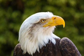 Bald Eagle (Haliaeetus leucocephalus) Portrait also known as American Eagle