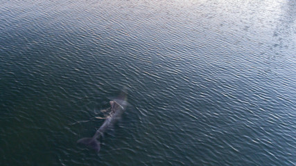 Naklejka premium Shot of Dolphin