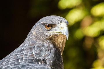 Black Chested Buzzard Eagle (Geranoaetus melanoleucus) Portrait