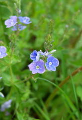Veronica flower in the grass, macro shot.