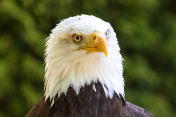 Bald Eagle (Haliaeetus leucocephalus) Portrait also known as American Eagle