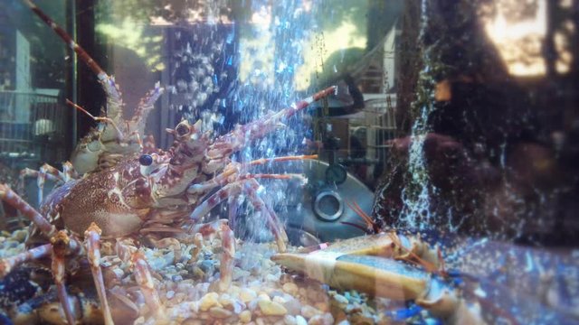 Lobsters In Fish Tank In Restaurant. Lobsters comprise a family of large marine crustaceans. It is used in soup, bisque and lobster rolls.