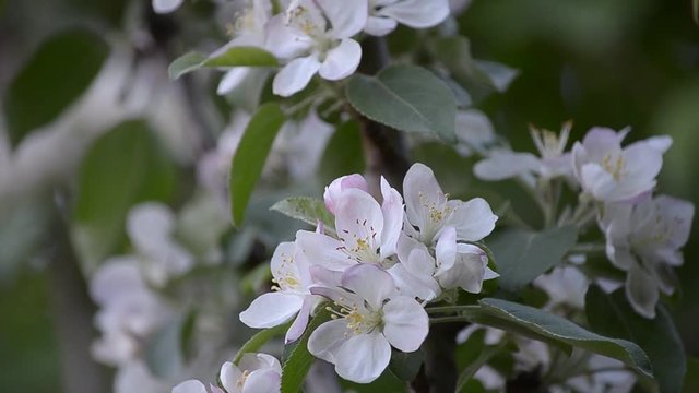 Flowering fruit trees in spring in may