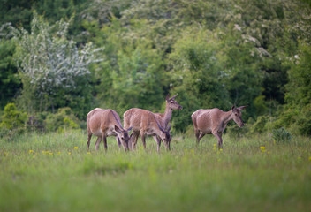 Group of hinds on meadow