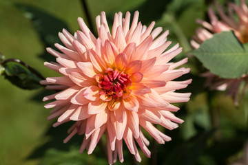 Fototapeta premium Close up of pink dahlia flowers in garden