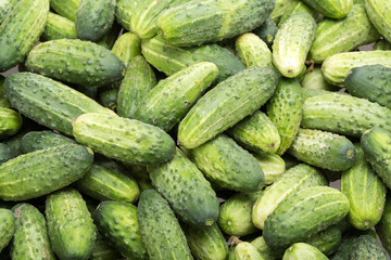a lot of young cucumbers as background