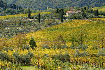 Vinyards & Olive trees in Panzano in Chianti, Tuscany, Italy