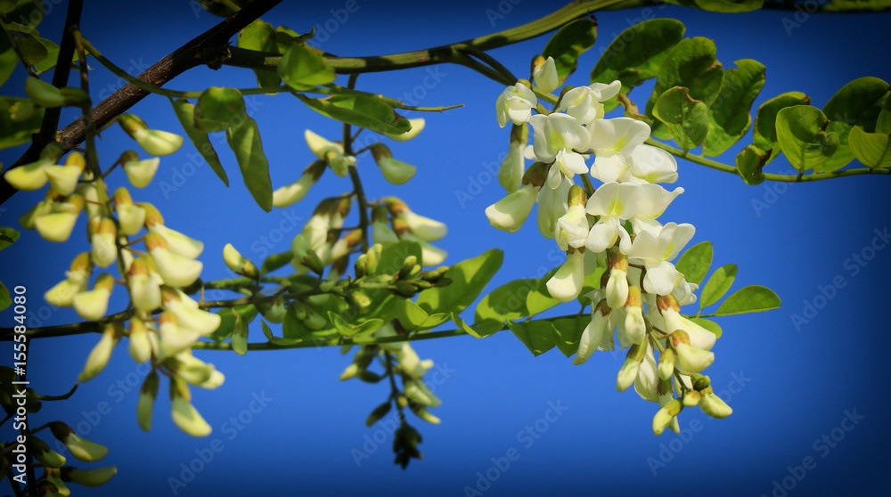 Wall mural acacia flower closeup (robinia pseudoacacia). acacia tree bloom