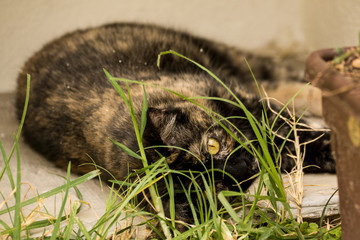 Cat portrait in garden