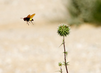 Bee