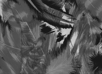 Plumes dessin&eacute;es.