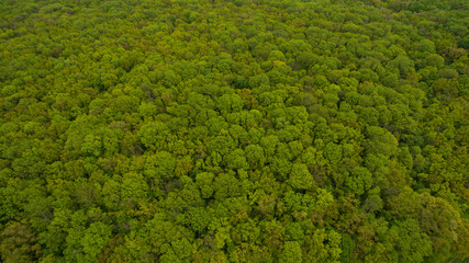 Beautiful landscape forest view from above