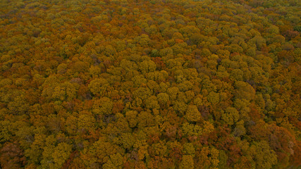 Beautiful landscape forest view from above