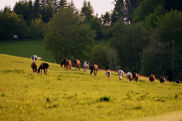 going home, a herd of horses walking over the pasture in the warm evening sun