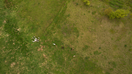 Shepherd and domestic animals on the garden view from above