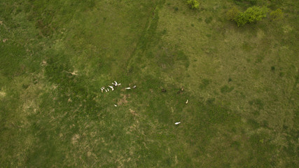 Shepherd and domestic animals on the garden view from above