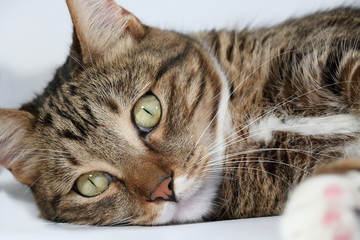 Watching domestic cat closeup