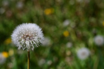 Close up seed white dandelion close up on green textured background