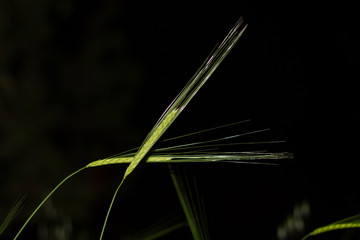 Grass