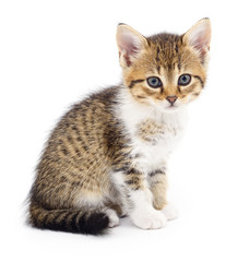 Kitten on white background.