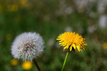 Old and new blooming dandelion flowers on textured natural green background