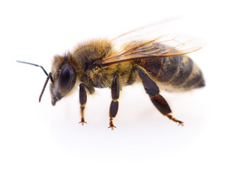 Honeybee on white.