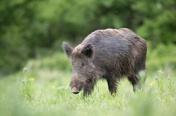 Wild boar walking on meadow