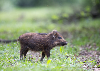 Wild boar piglet walking on grass