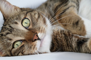 Portrait of a domestic cat