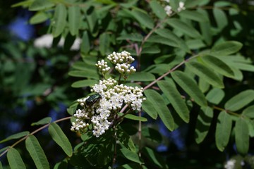Ashberry, white little tree flowers with green bug