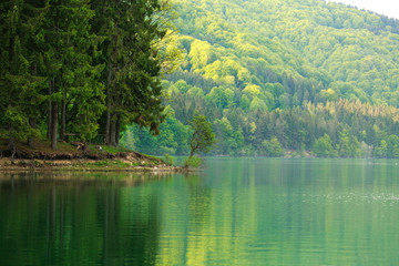 Colorful shore of mountain forest by lake in morning sunlight