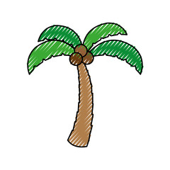 tree palm with coconut vector illustration design
