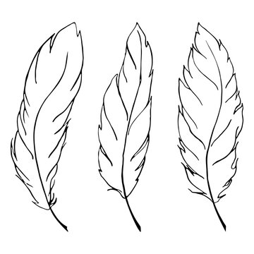 Monochrome black and white bird feather line art set vector