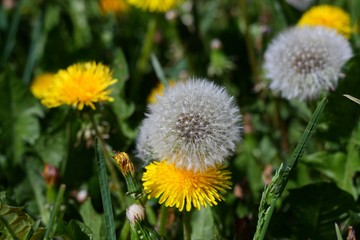 Close up seed white dandelion close up on green textured background in the field